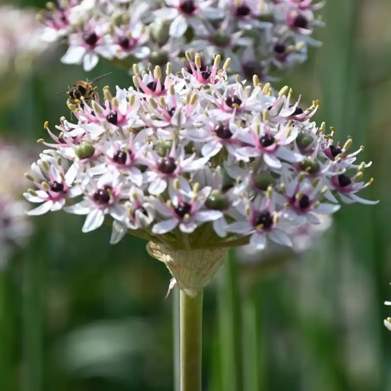 Bestel nu | Allium basalticum ‘Silver Spring‘