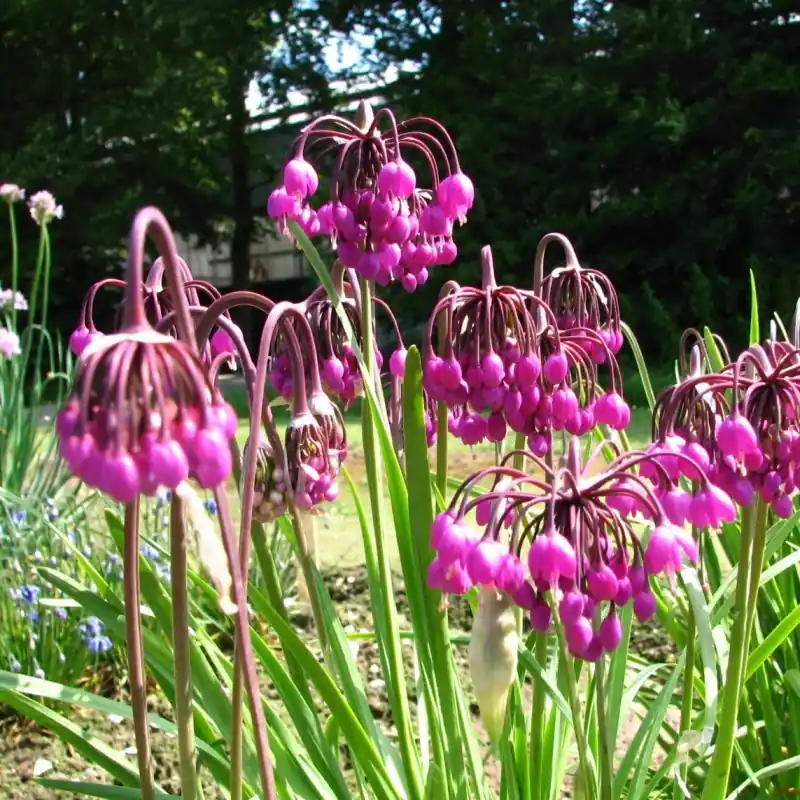Allium cernuum ‘Purple King‘ - Laatste kans