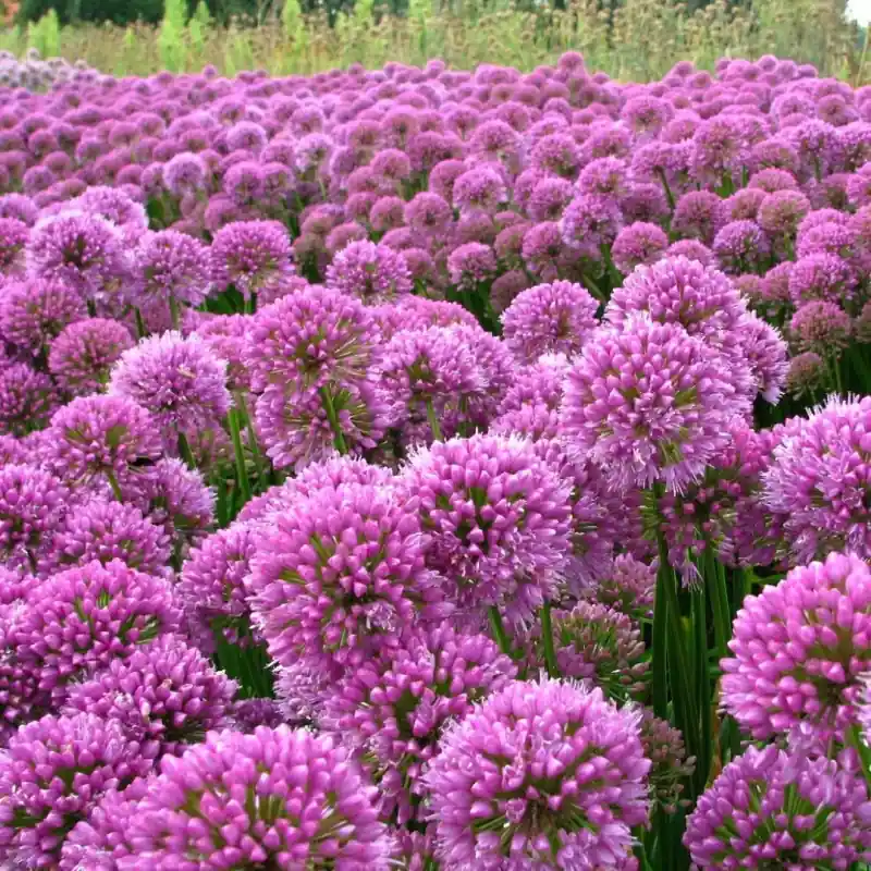 Allium ‘Millenium‘ - Veel gekozen