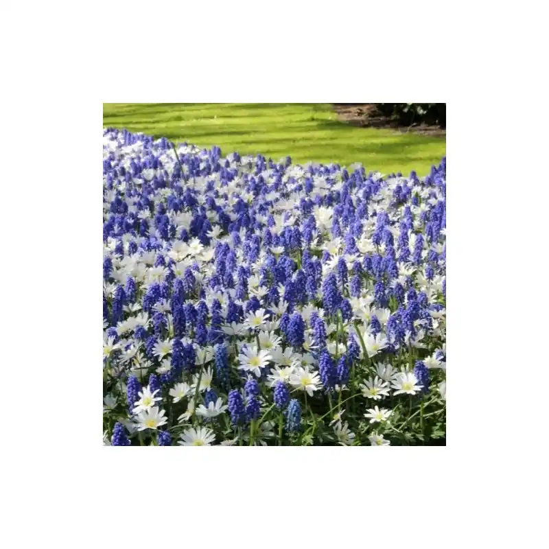 Anemone blanda ‘White Splendour‘ met Muscari aucheri ‘Blue Magic‘ - Expreslevering