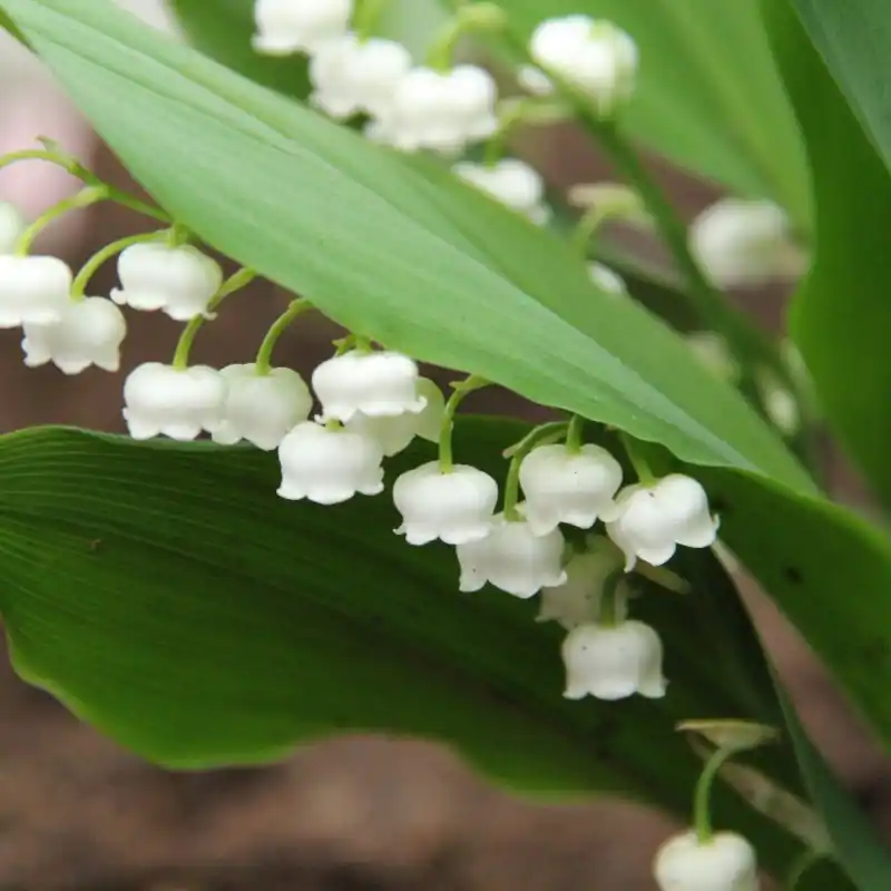 Voorraad bijna op - Convallaria majalis ‘Bridal Choice‘