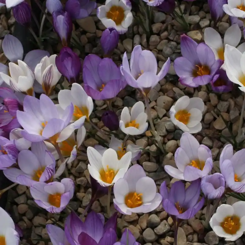 Voordelig | Crocus tauricus