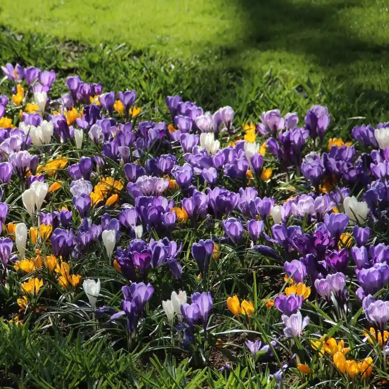Premiumkwaliteit | Crocus vernus -gemengd-