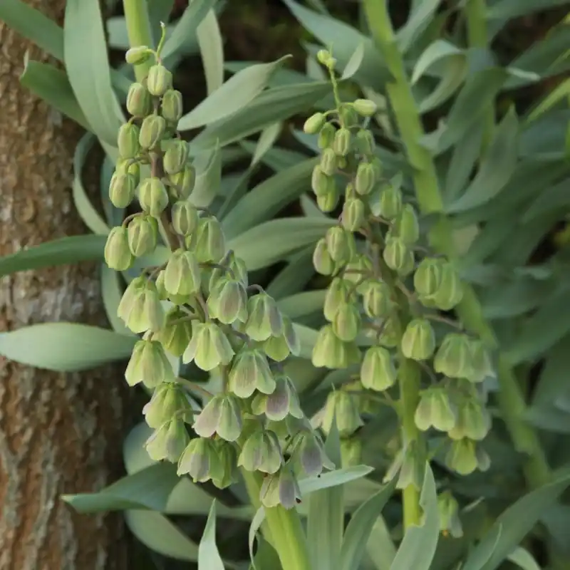 Fritillaria persica ‘Green Dreams‘ | Topproduct