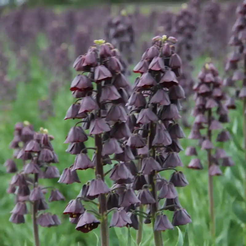 Veel gekozen | Fritillaria persica ‘Twin Towers Tribute‘