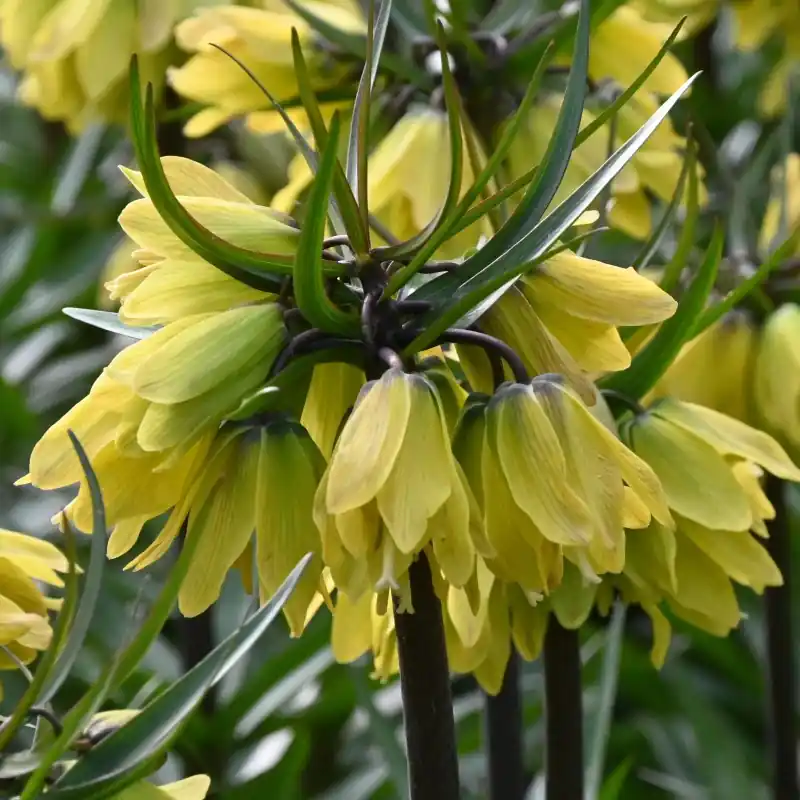 Klaar voor verzending - Fritillaria ‘Helena‘