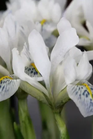 Zeer goed beoordeeld | Iris reticulata ‘Polar Ice‘