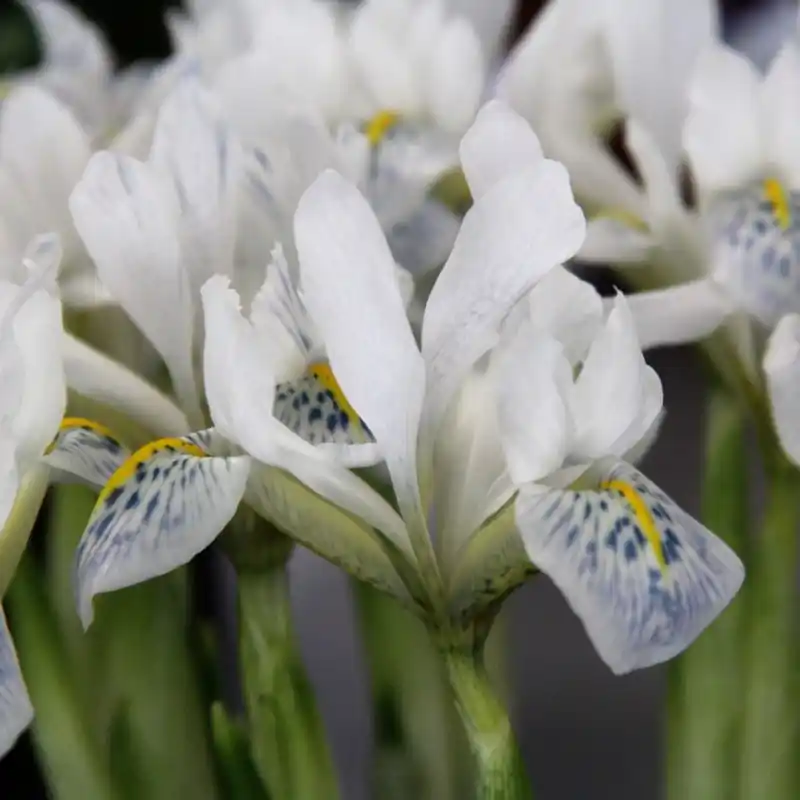 Zeer goed beoordeeld | Iris reticulata ‘Polar Ice‘