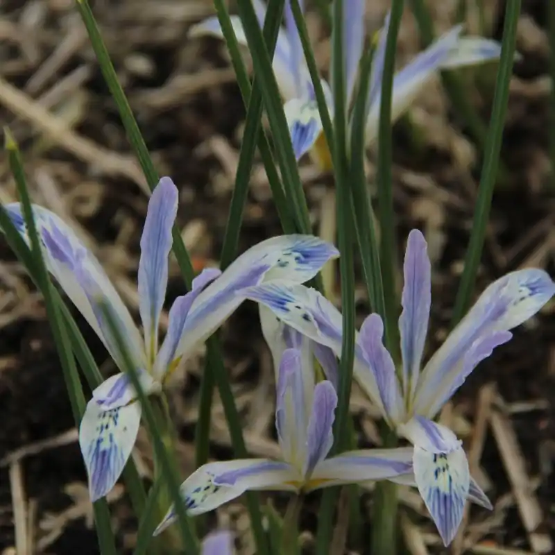 Iris reticulata ‘Painted Lady‘ - Bestel vandaag