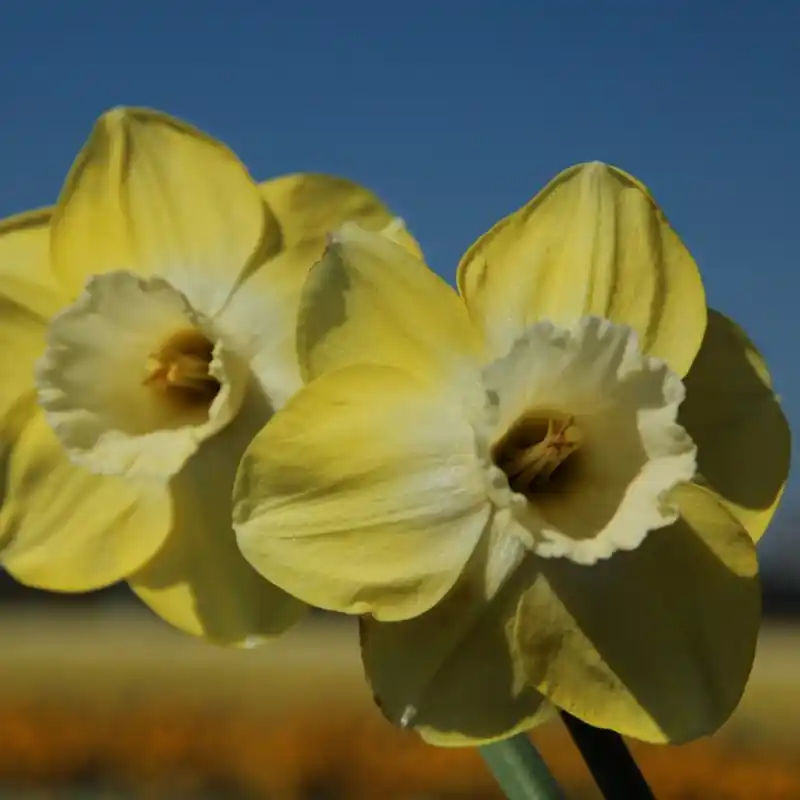 Narcissus ‘Avalon‘ | Nu kopen