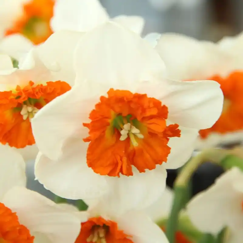 Narcissus ‘Bella Vista‘ - Beste prijs