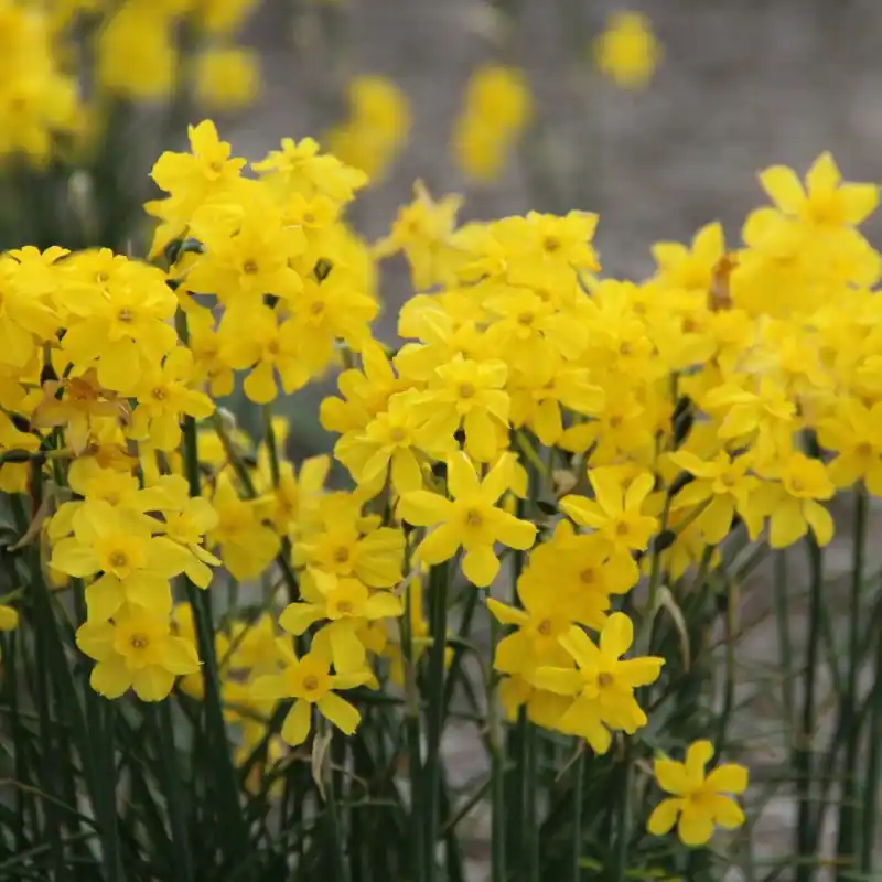 Korting - Narcissus cordubensis