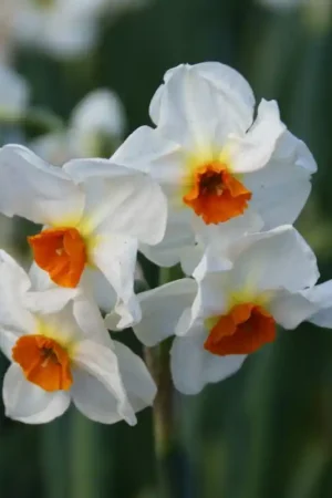 Aanbieding loopt bijna af - Narcissus ‘Cragford‘