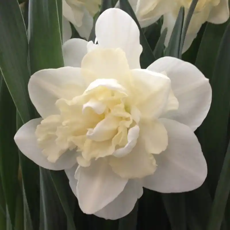 Narcissus ‘Easter Born‘ - Bespaar nu