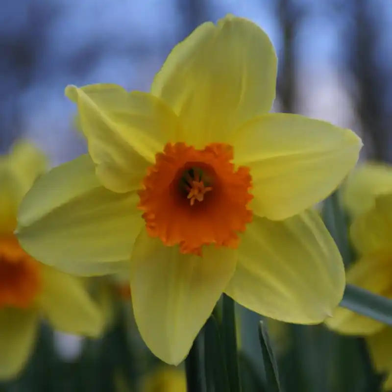 Hoge kwaliteit | Narcissus ‘Fortissimo‘
