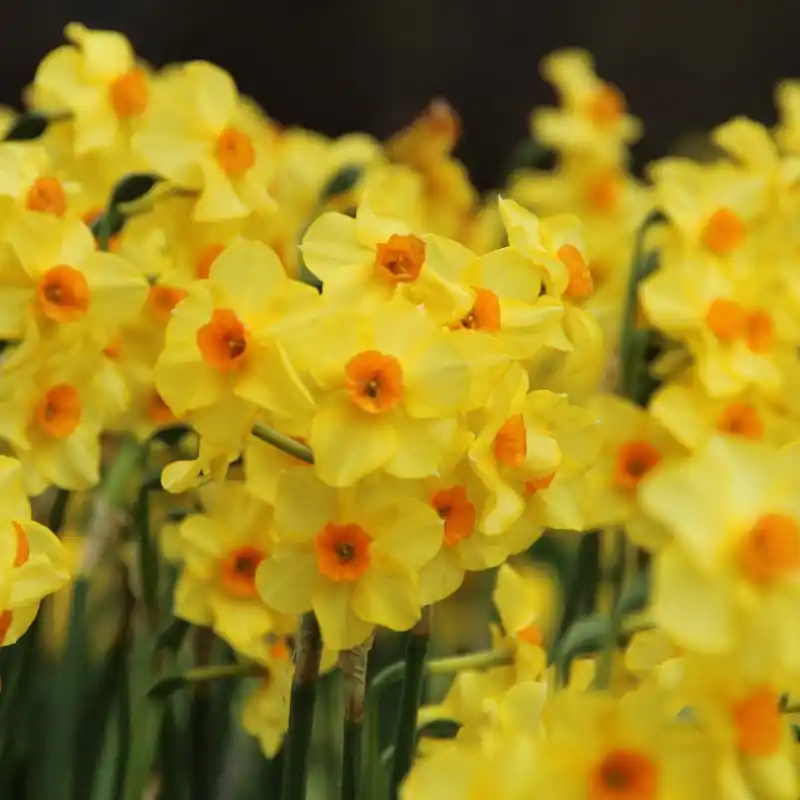 Verlaagde prijs | Narcissus ‘Martinette‘