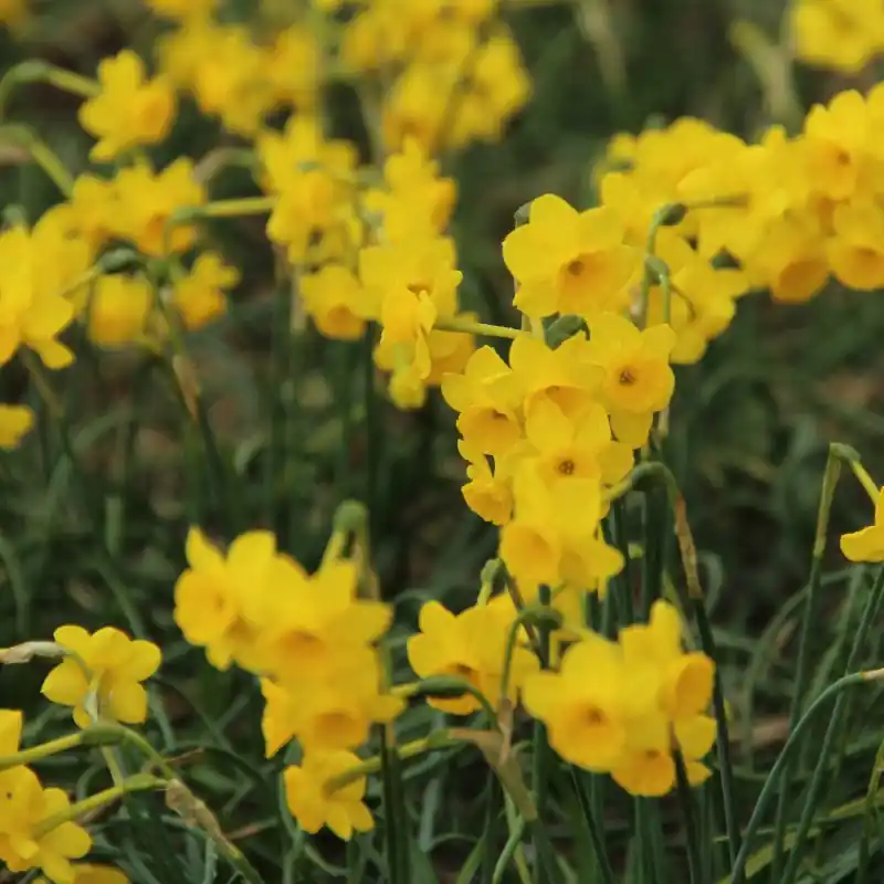 Nieuw product - Narcissus ‘More and More‘
