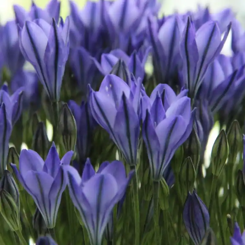 Triteleia ‘Blues‘ | Voordelig