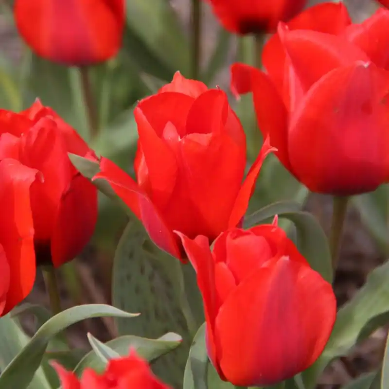 Tulipa greigii - Actie loopt bijna af