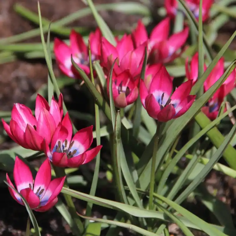 Nieuw in het assortiment - Tulipa ‘Little Beauty‘