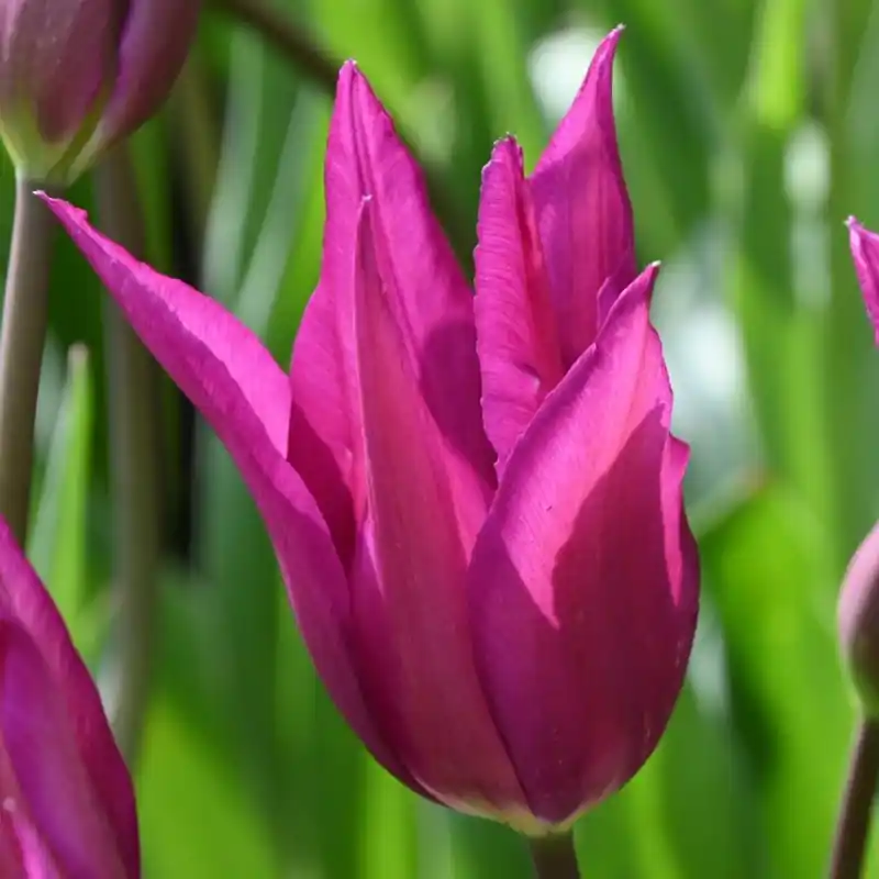 Tulipa ‘Purple Dream‘ - Dagdeal