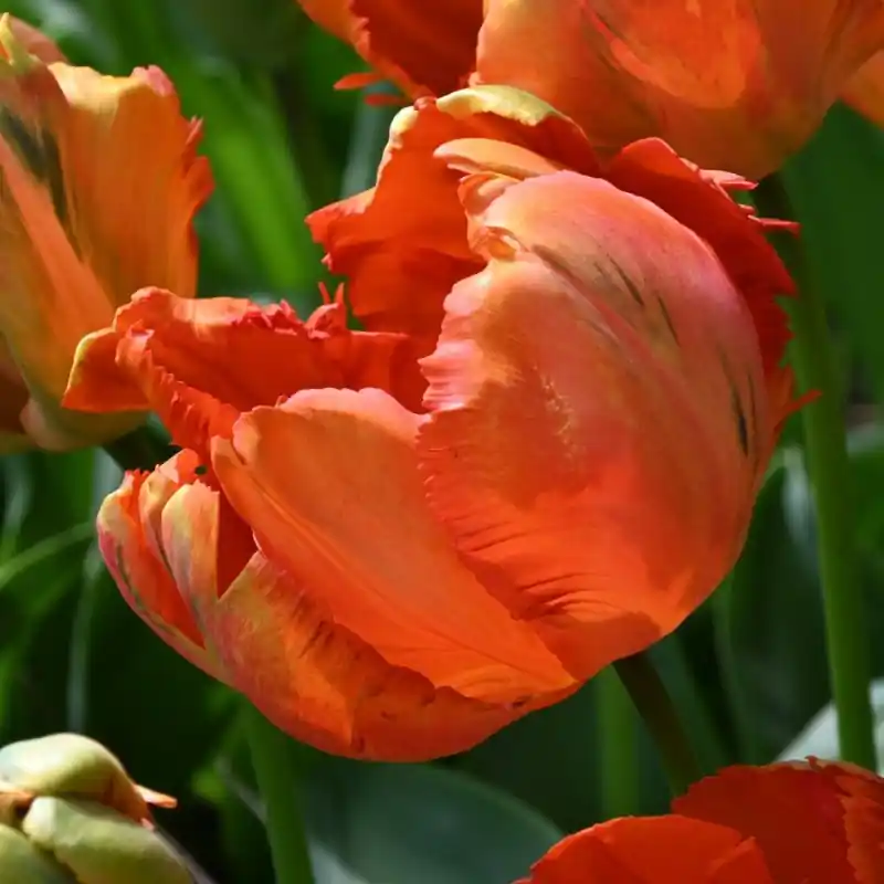 Bestel nu - Tulipa ‘Flower Power‘