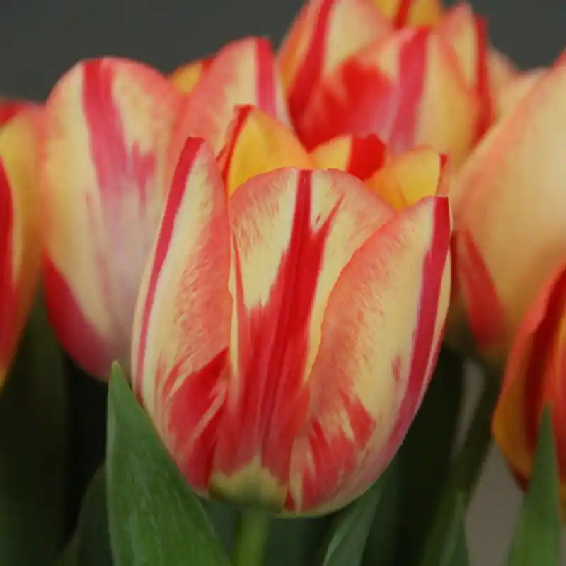 Tulipa ‘Spryng Break‘ | Aanbieding loopt bijna af