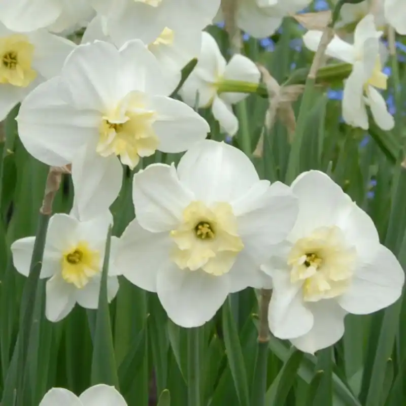 Veilige betaling | Narcissus ‘Papillon Blanc‘