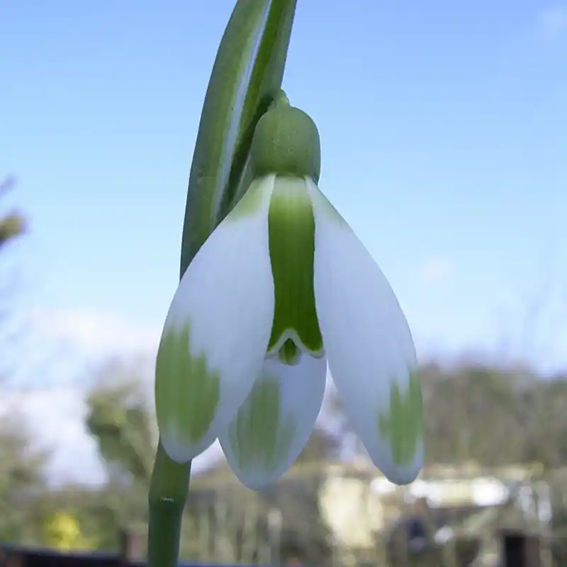 Opruiming | Galanthus ‘Fieldgate Forte‘