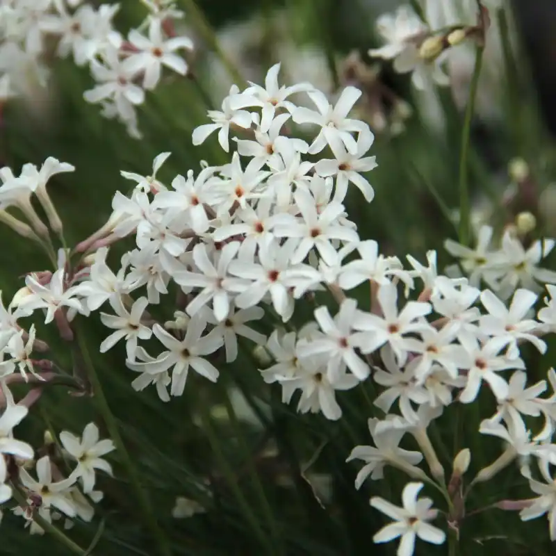 Tulbaghia comminsii -hybrid- - Op = op