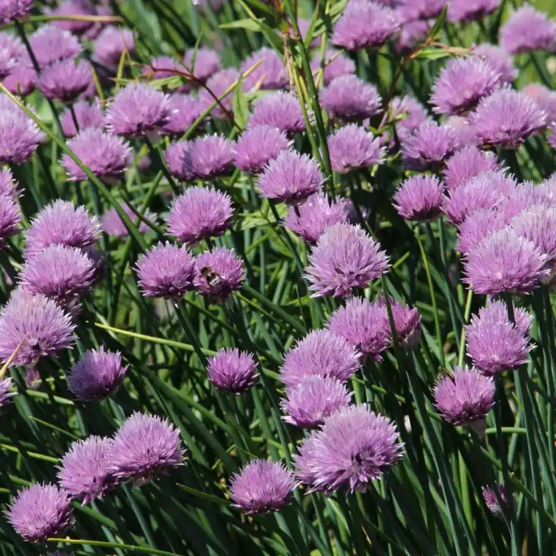 Bespaar meer - Allium schoenoprasum subsp. orosiae