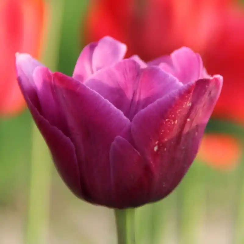 Tulipa ‘Aesculapius‘ - Aanbieding