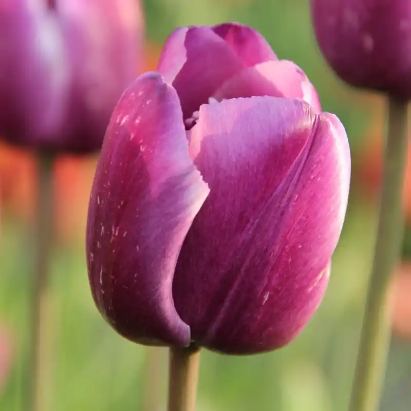 Beperkte voorraad - Tulipa ‘Corinna‘