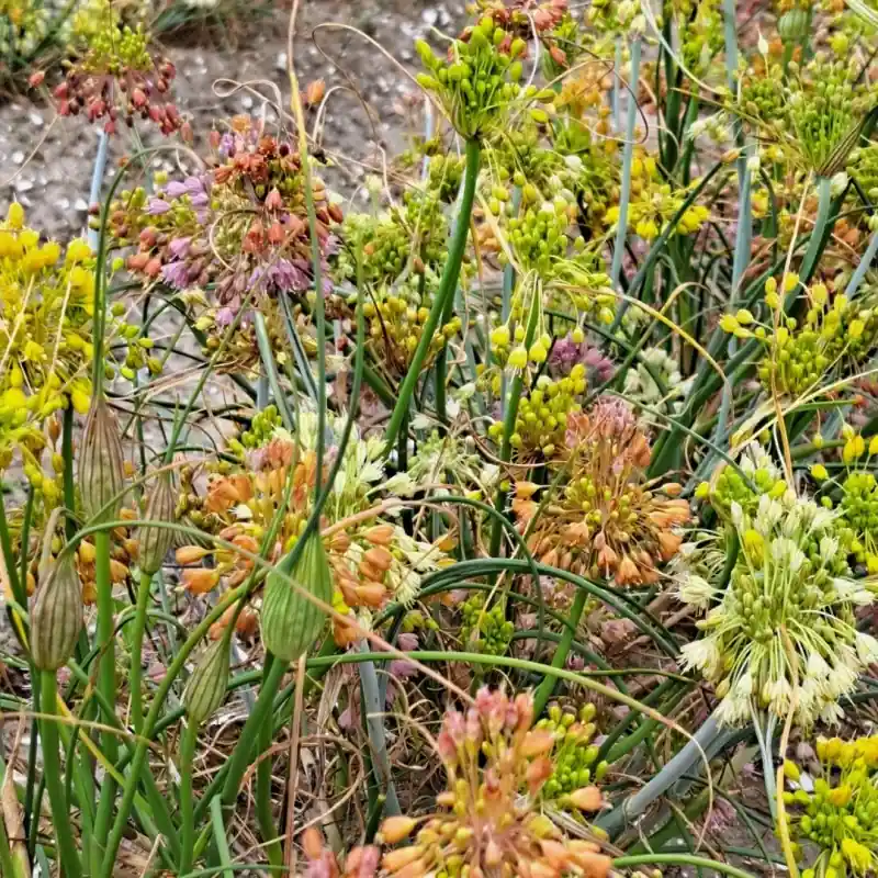 Allium flavum subsp. tauricum - Favoriet van klanten