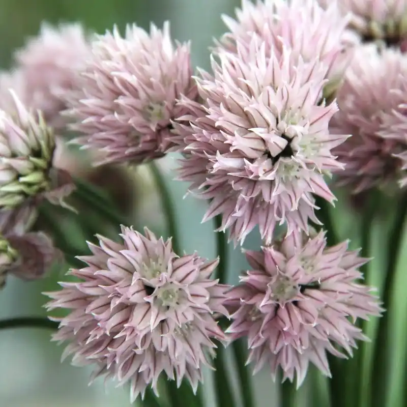 Topproduct - Allium schoenoprasum forma albiflorum