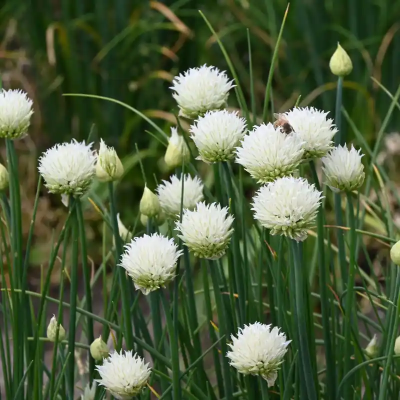 Trending - Allium schoenoprasum -zuiver wit-