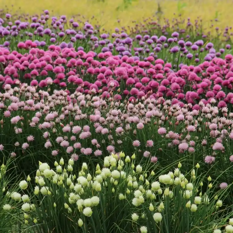Allium schoenoprasum ‘Forescate‘ - Direct bestellen