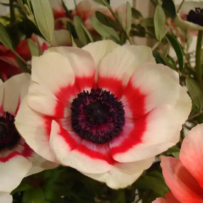 Nu kopen | Anemone coronaria ‘Duet‘