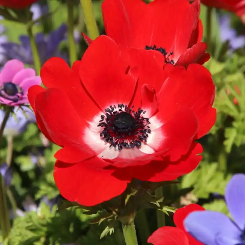 Anemone coronaria ‘Hollandia‘ - Populair bij klanten