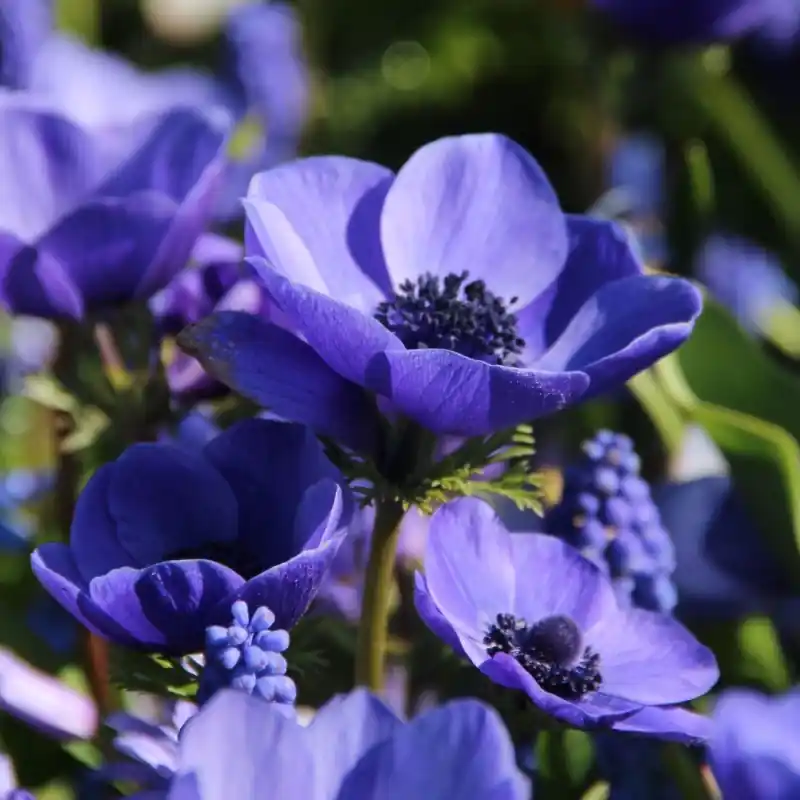 Rechtstreeks van de fabrikant | Anemone coronaria ‘Mr. Fokker‘