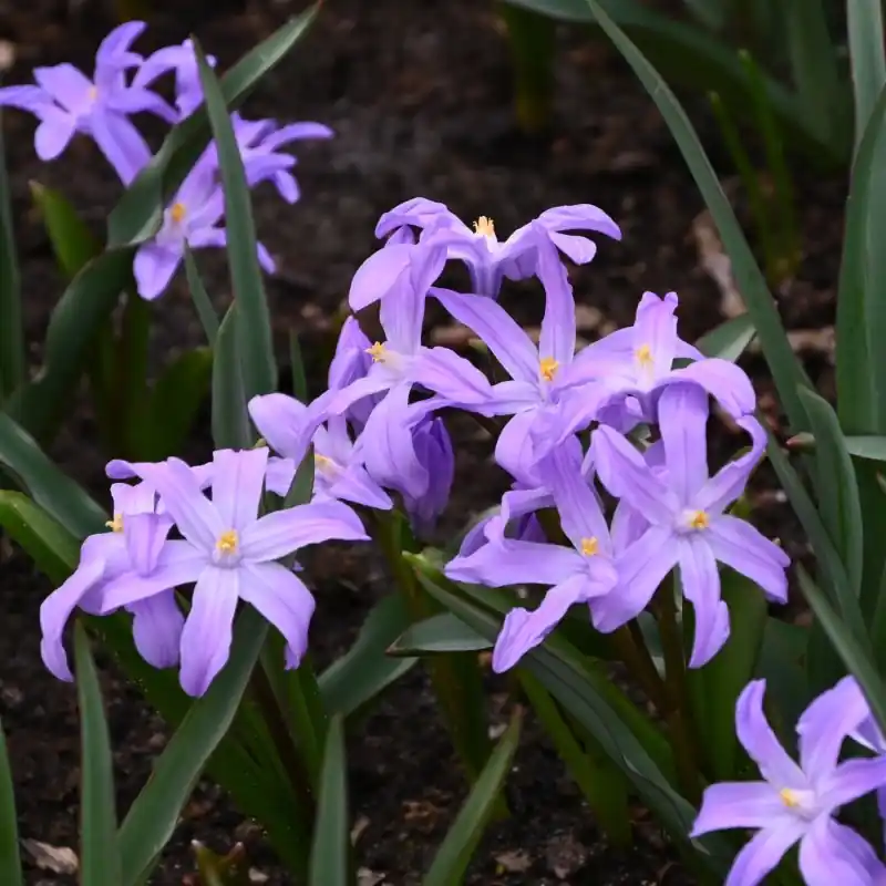 Chionodoxa luciliae ‘Violet Beauty‘ - Net toegevoegd
