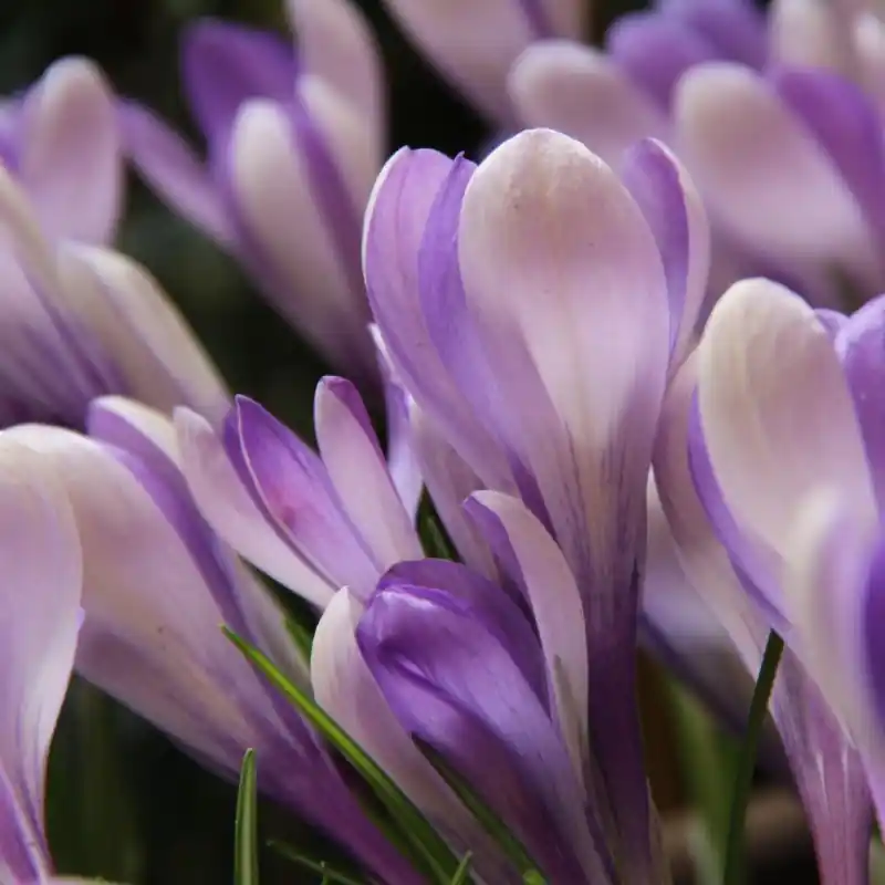 Online kopen | Crocus ‘Yalta‘