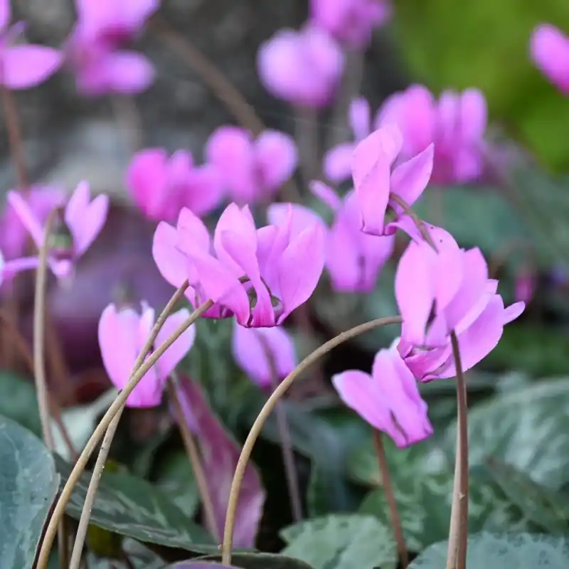 Rechtstreeks uit de fabriek | Cyclamen purpurascens