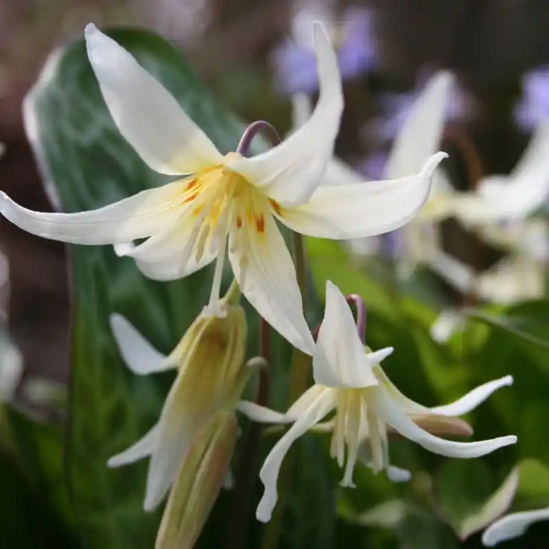 Erythronium californicum - Nieuw in de shop