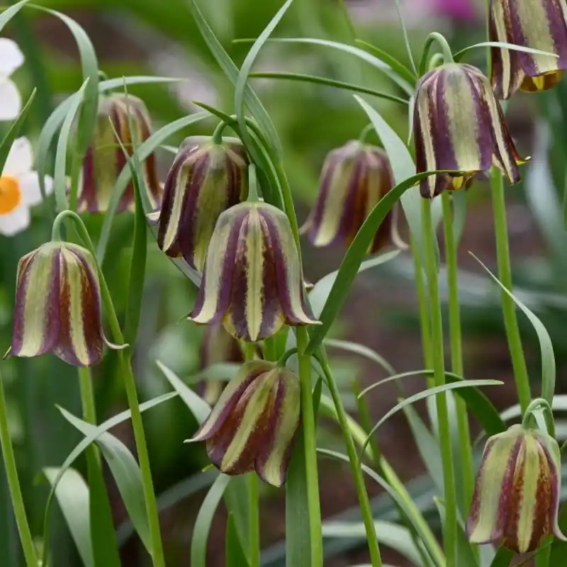 Favoriet van klanten - Fritillaria olivieri