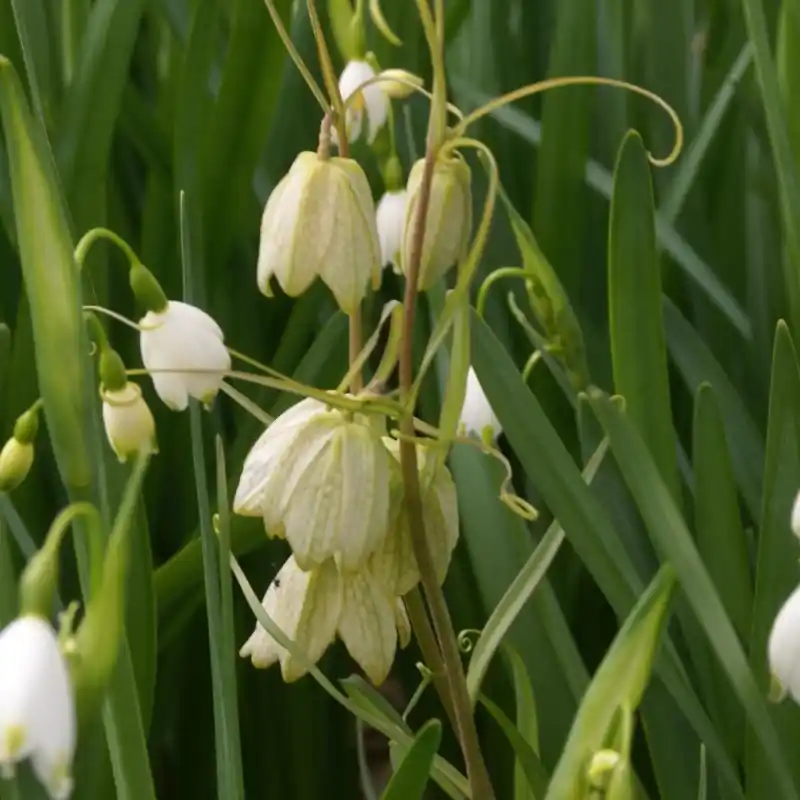Fritillaria thunbergii - Op voorraad
