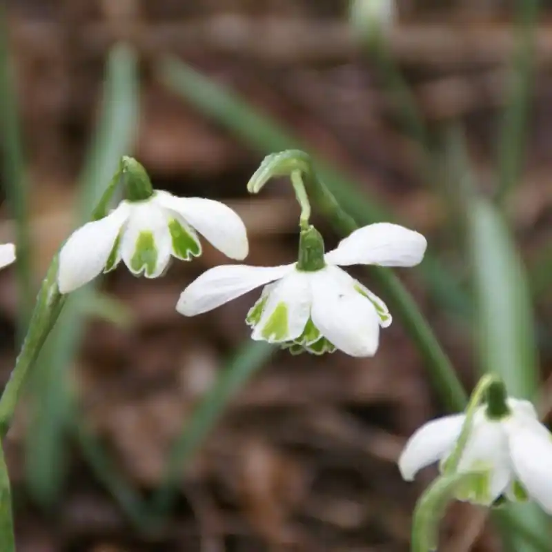 Erg populair - Galanthus ‘Jacquenetta‘