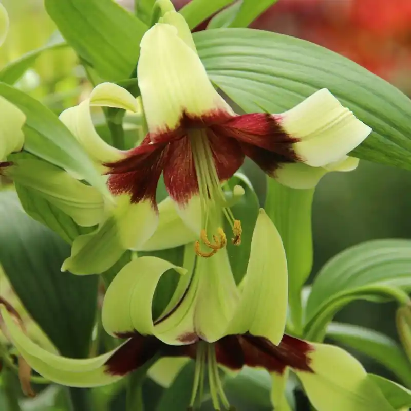 Lilium nepalense - Deal