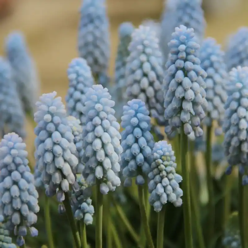Muscari ‘Baby‘s Breath‘ - Koop vandaag