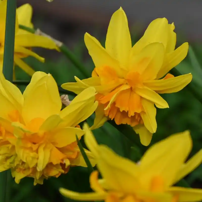 Narcissus ‘Double Itzim‘ - Klaar voor verzending